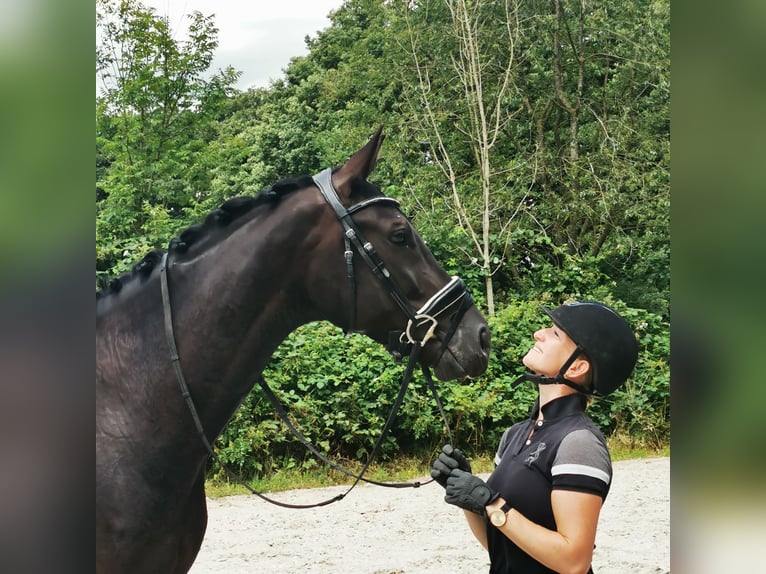 KWPN Wallach 6 Jahre 171 cm Rappe in Delmenhorst