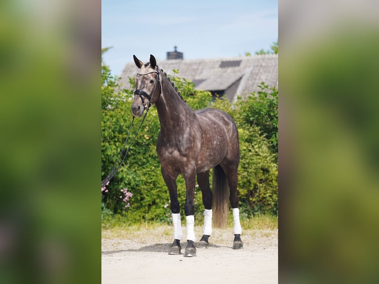 KWPN Wallach 6 Jahre 171 cm Schimmel in Hohenfelde