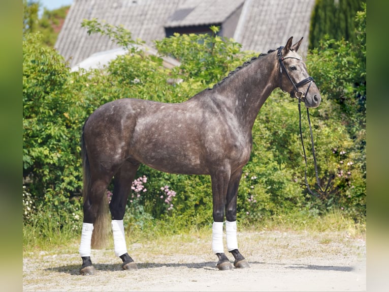 KWPN Wallach 6 Jahre 171 cm Schimmel in Hohenfelde