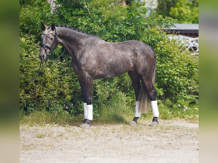KWPN Wallach 6 Jahre 171 cm Schimmel in Hohenfelde