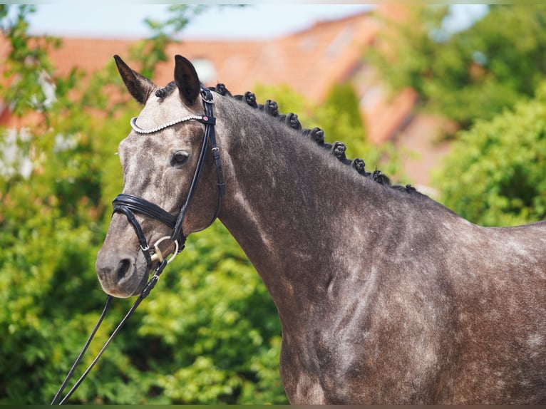 KWPN Wallach 6 Jahre 171 cm Schimmel in Hohenfelde