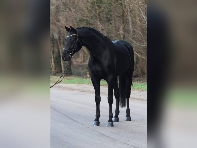 KWPN Wallach 6 Jahre 171 cm Schwarzbrauner in Gramatneusiedl