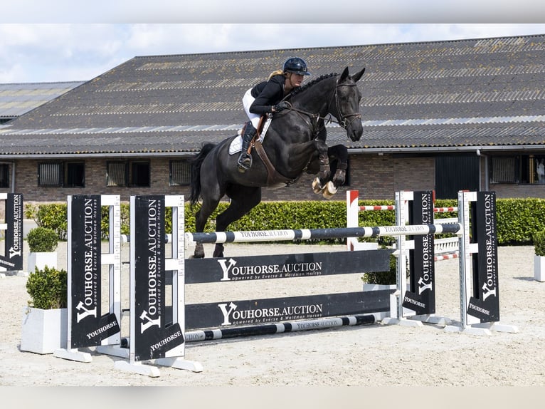 KWPN Wallach 6 Jahre 171 cm  in Waddinxveen