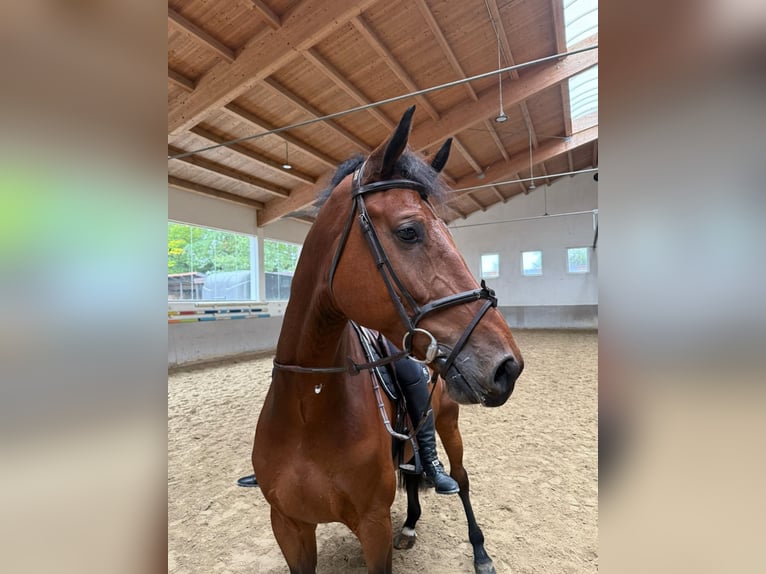 KWPN Wallach 6 Jahre 172 cm Brauner in Utting am Ammersee