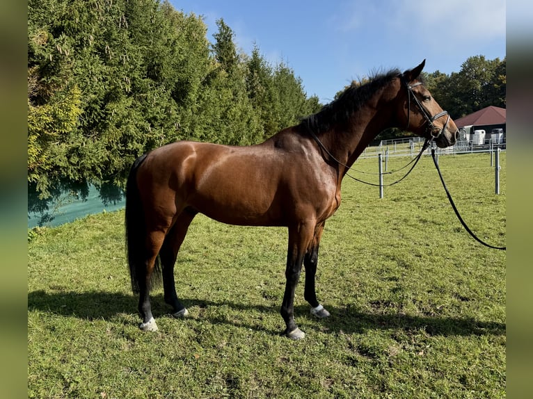 KWPN Wallach 6 Jahre 172 cm Brauner in Utting am Ammersee