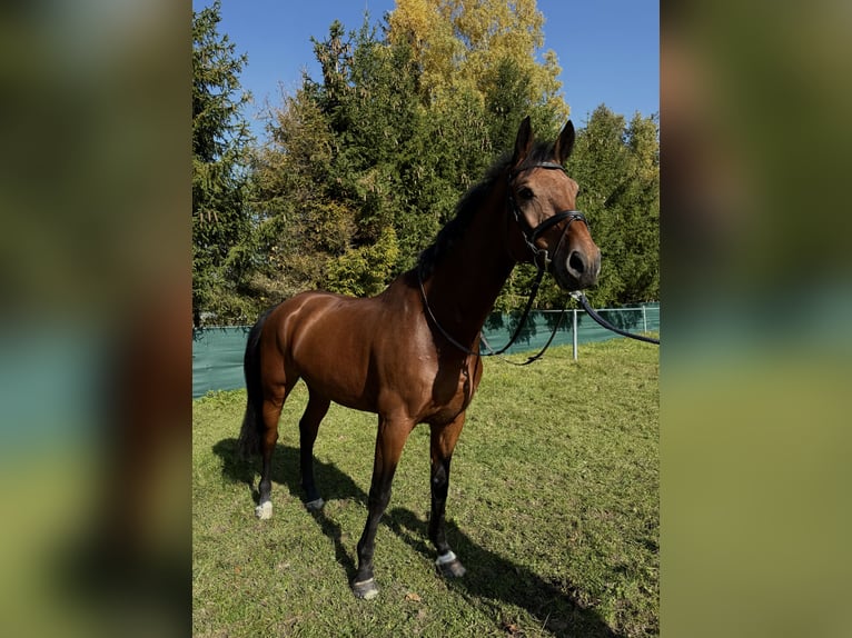 KWPN Wallach 6 Jahre 172 cm Brauner in Utting am Ammersee