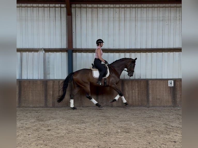 KWPN Wallach 6 Jahre 172 cm Dunkelbrauner in Oud Gastel