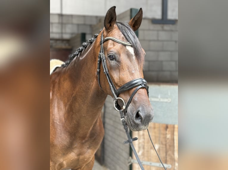 KWPN Wallach 6 Jahre 172 cm Dunkelbrauner in Oud Gastel