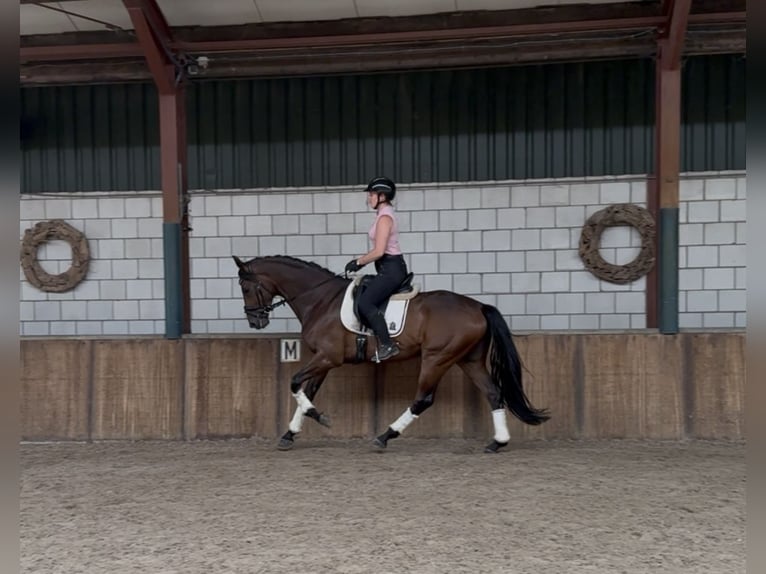 KWPN Wallach 6 Jahre 172 cm Dunkelbrauner in Oud Gastel