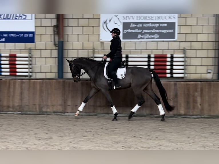 KWPN Wallach 6 Jahre 172 cm Dunkelbrauner in Oud Gastel