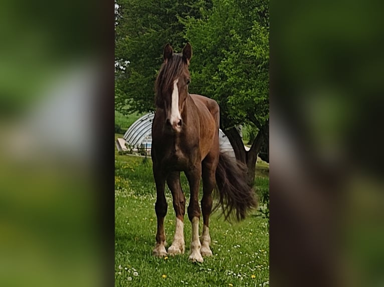KWPN Wallach 6 Jahre 172 cm Dunkelfuchs in Engelsberg