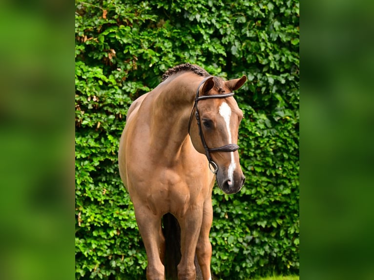 KWPN Wallach 6 Jahre 172 cm Dunkelfuchs in Bladel