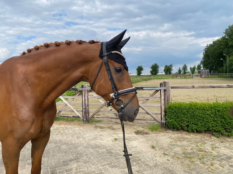 KWPN Wallach 6 Jahre 172 cm Fuchs in Beugen