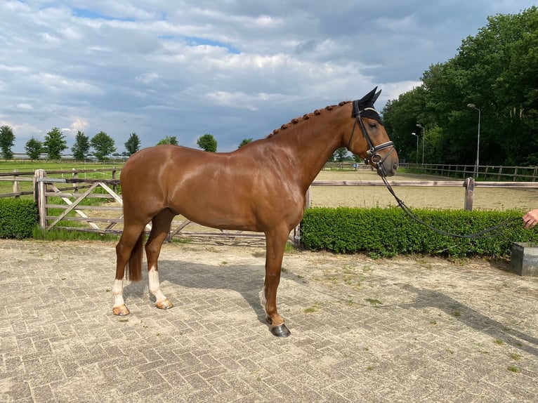 KWPN Wallach 6 Jahre 172 cm Fuchs in Beugen