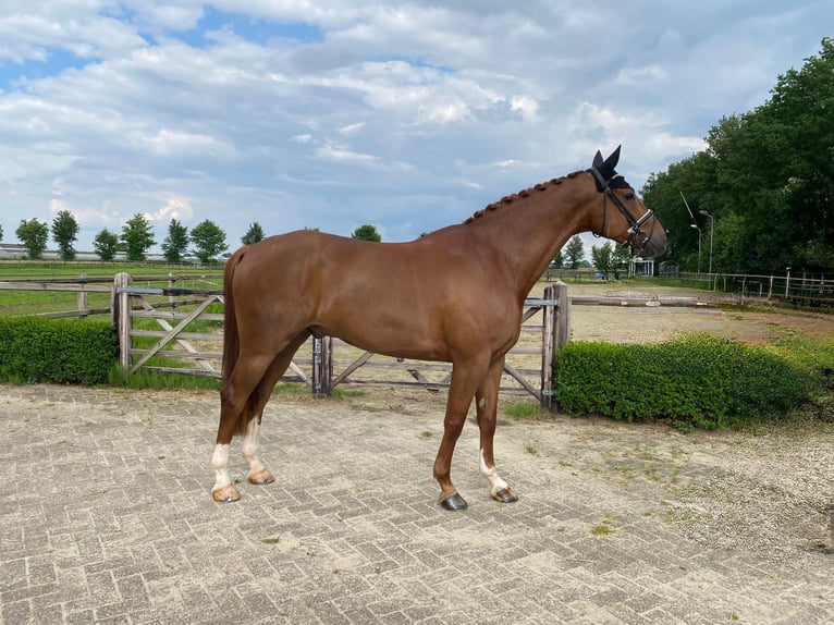 KWPN Wallach 6 Jahre 172 cm Fuchs in Beugen