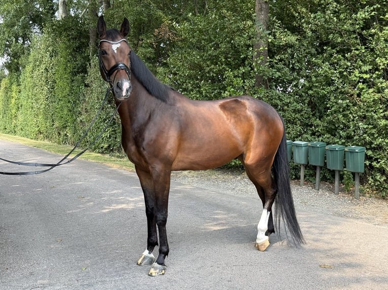 KWPN Wallach 6 Jahre 172 cm Rotbrauner in Herwijnen