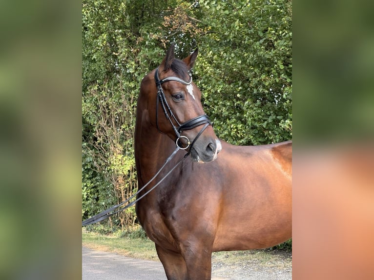 KWPN Wallach 6 Jahre 172 cm Rotbrauner in Herwijnen