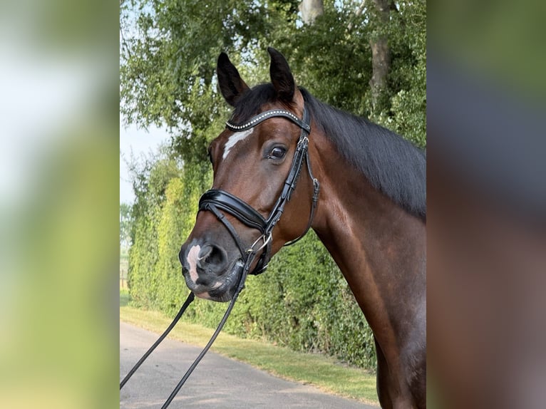 KWPN Wallach 6 Jahre 172 cm Rotbrauner in Herwijnen