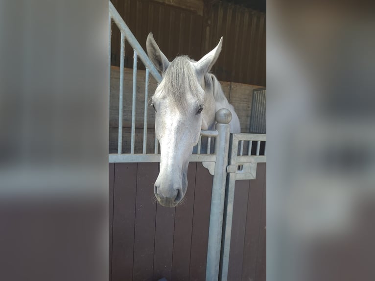 KWPN Wallach 6 Jahre 172 cm Schimmel in Holten