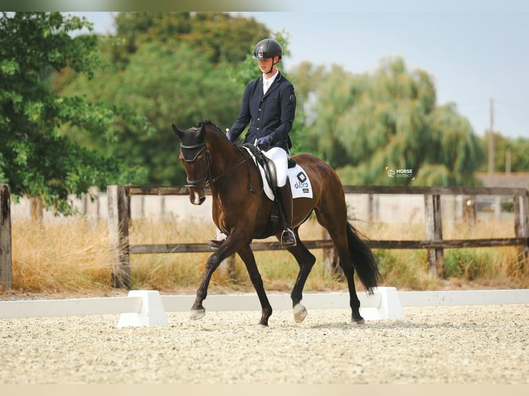 KWPN Wallach 6 Jahre 172 cm Schwarzbrauner in Lokeren