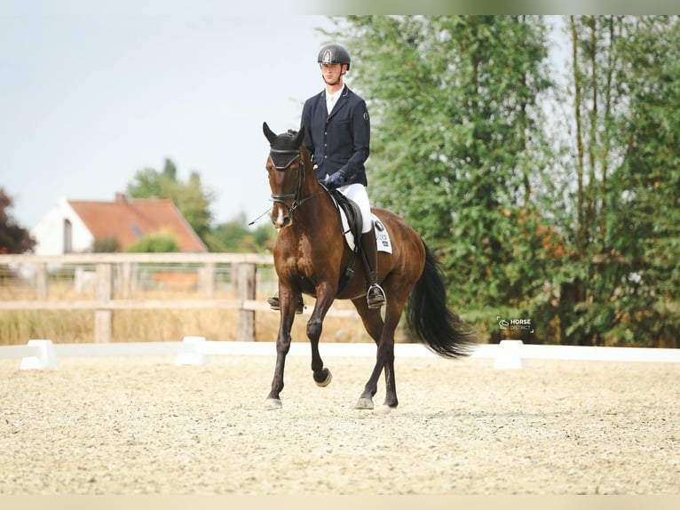 KWPN Wallach 6 Jahre 172 cm Schwarzbrauner in Lokeren