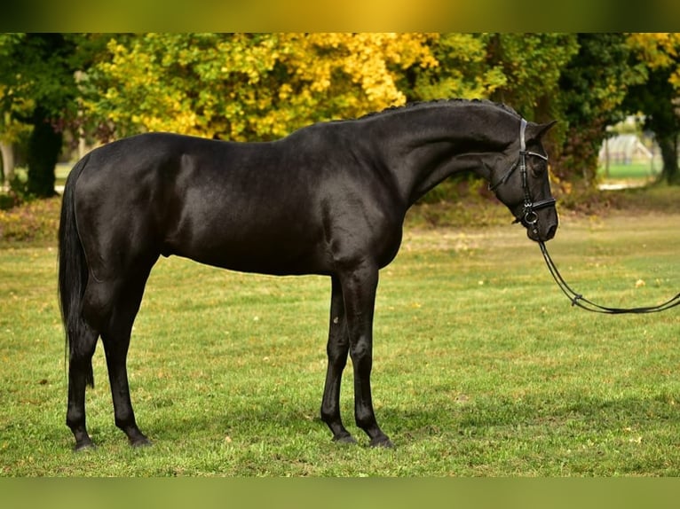 KWPN Wallach 6 Jahre 172 cm Schwarzbrauner in Rax
