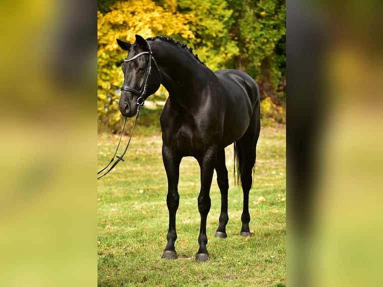 KWPN Wallach 6 Jahre 172 cm Schwarzbrauner in Rax