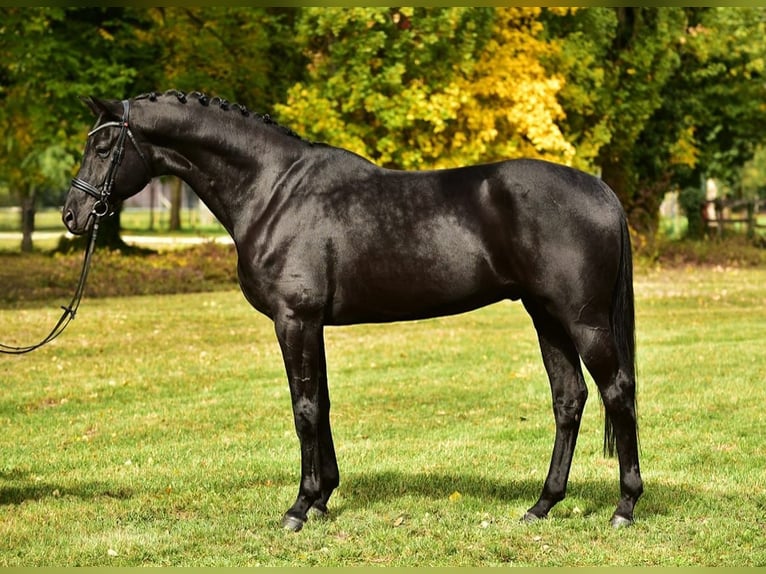 KWPN Wallach 6 Jahre 172 cm Schwarzbrauner in Rax