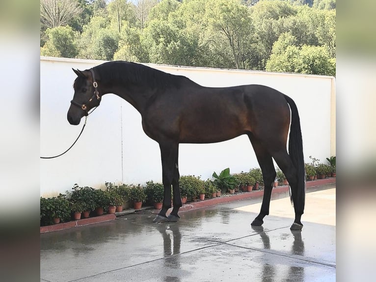 KWPN Wallach 6 Jahre 173 cm Dunkelbrauner in Kondoros