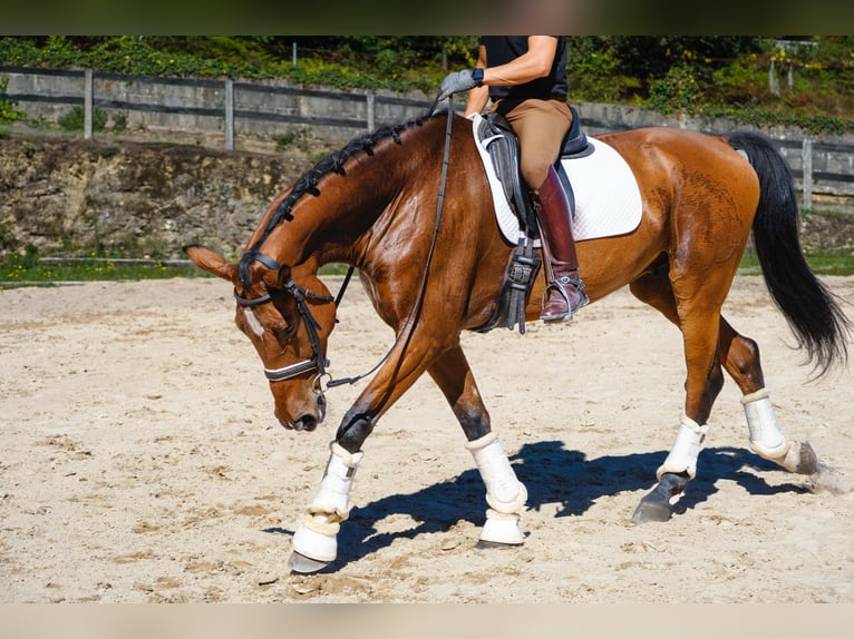 KWPN Wallach 6 Jahre 173 cm Dunkelbrauner in Santiago De Compostela