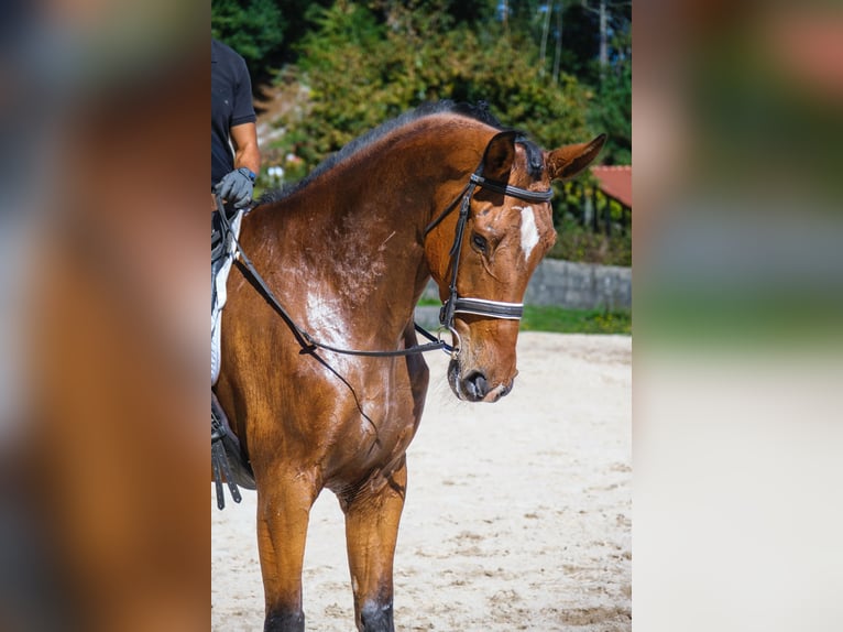 KWPN Wallach 6 Jahre 173 cm Dunkelbrauner in Santiago De Compostela