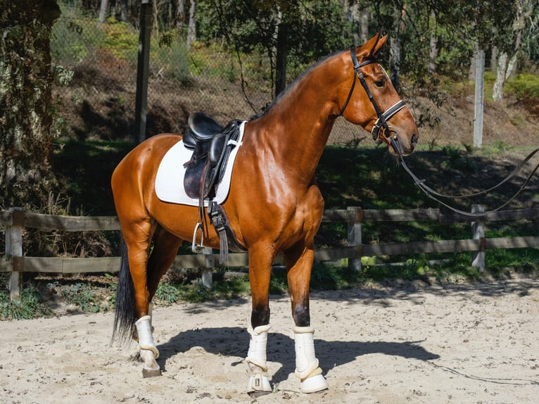 KWPN Wallach 6 Jahre 173 cm Dunkelbrauner in Santiago De Compostela