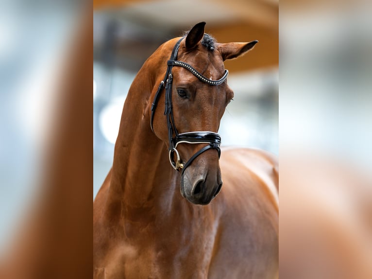 KWPN Wallach 6 Jahre 173 cm Rotbrauner in Hardinxveld - Giessendam