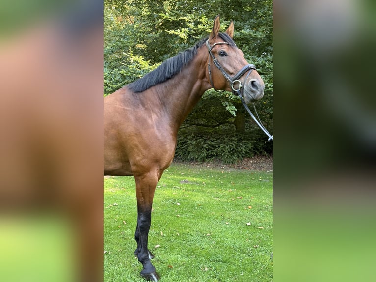 KWPN Wallach 6 Jahre 174 cm Brauner in Altenberge