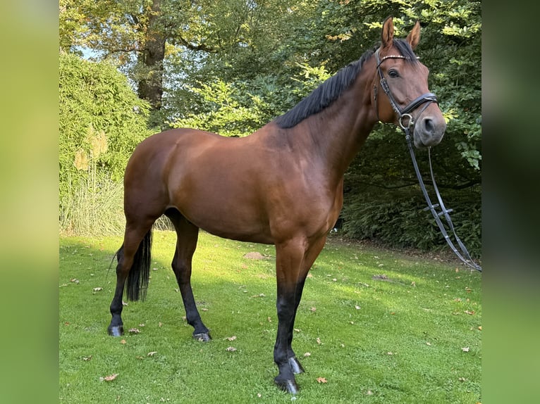 KWPN Wallach 6 Jahre 174 cm Brauner in Altenberge