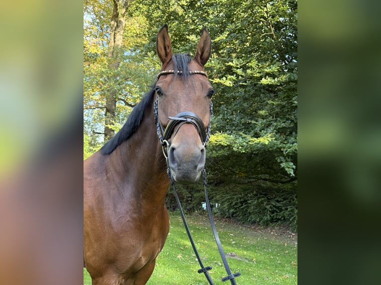 KWPN Wallach 6 Jahre 174 cm Brauner in Altenberge