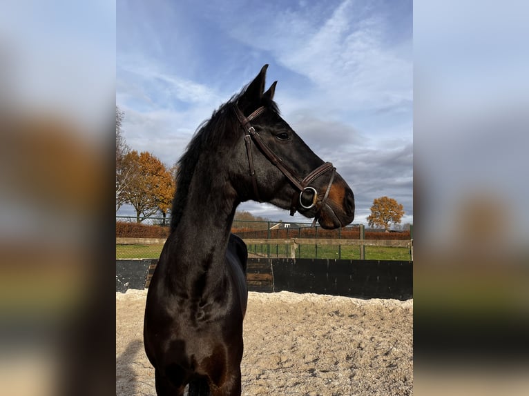 KWPN Wallach 6 Jahre 174 cm Dunkelbrauner in Sint Hubert