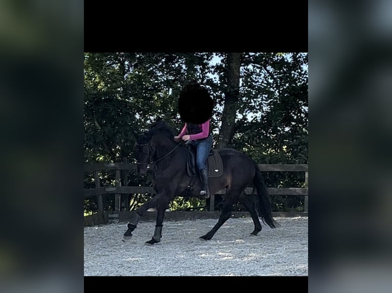 KWPN Wallach 6 Jahre 174 cm Dunkelbrauner in Sint Hubert
