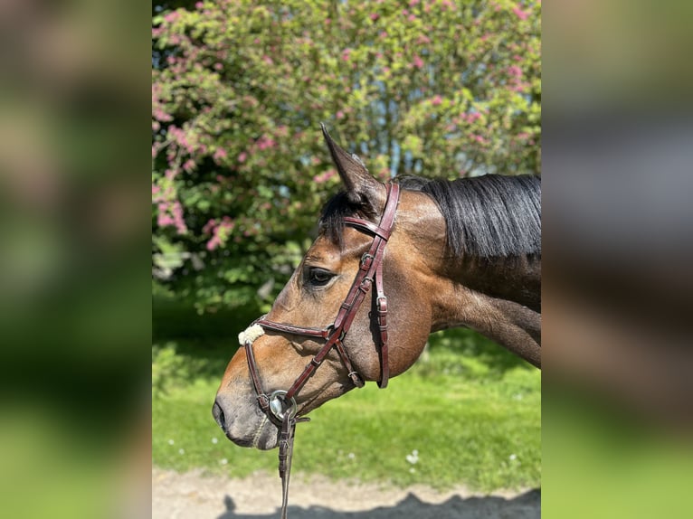 KWPN Wallach 6 Jahre 174 cm Dunkelbrauner in M&#xFC;nster
