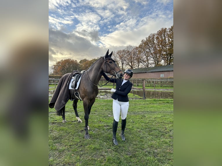 KWPN Wallach 6 Jahre 174 cm Dunkelbrauner in M&#xFC;nster
