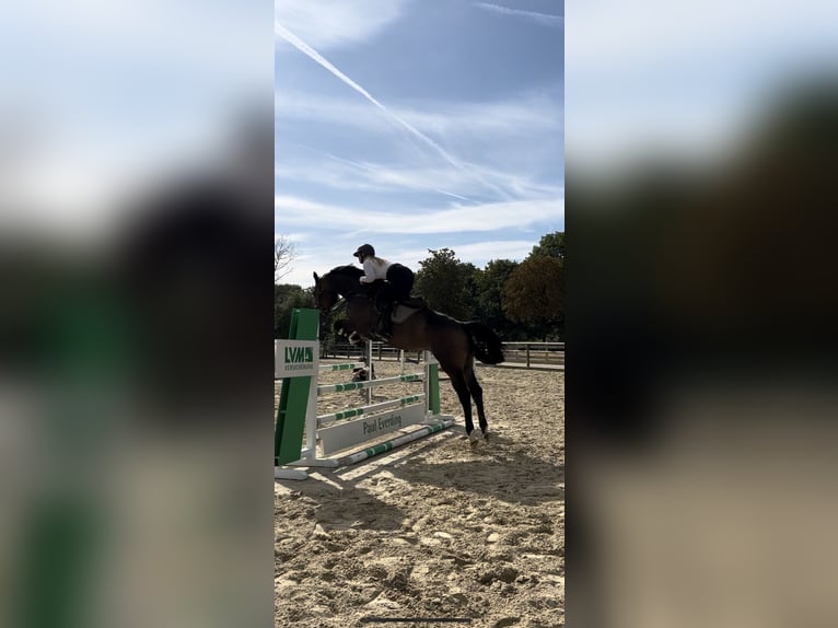 KWPN Wallach 6 Jahre 174 cm Dunkelbrauner in M&#xFC;nster