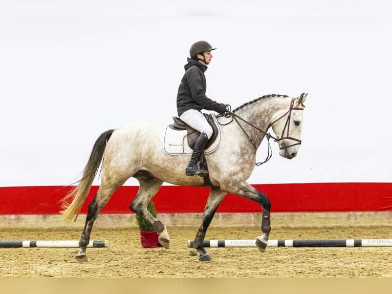 KWPN Wallach 6 Jahre 174 cm Schimmel in Waddinxveen