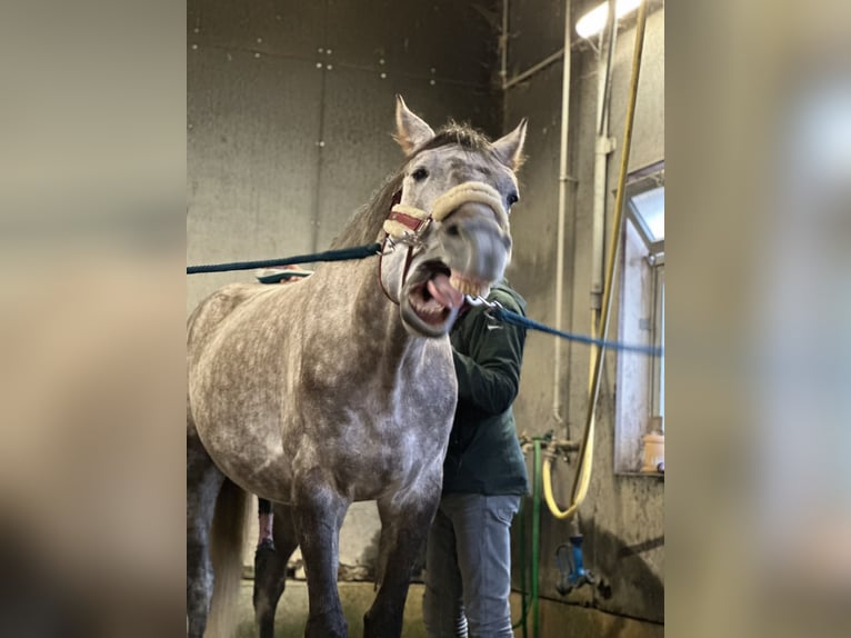 KWPN Wallach 6 Jahre 175 cm Apfelschimmel in Zürich