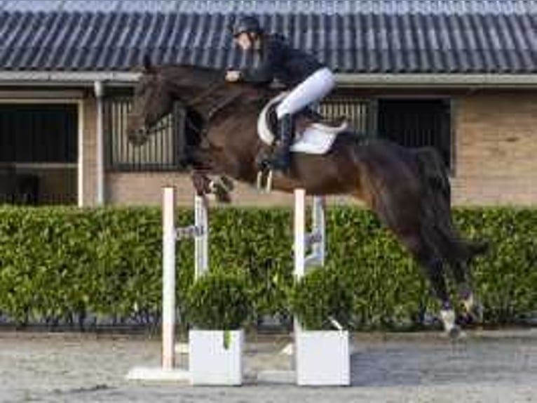 KWPN Wallach 6 Jahre 175 cm Brauner in Waddinxveen