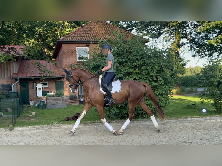 KWPN Wallach 6 Jahre 175 cm Fuchs in Munster