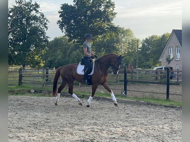KWPN Wallach 6 Jahre 175 cm Fuchs in Munster