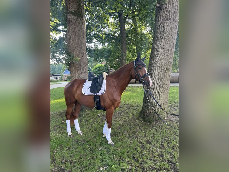 KWPN Wallach 6 Jahre 175 cm Fuchs in Munster