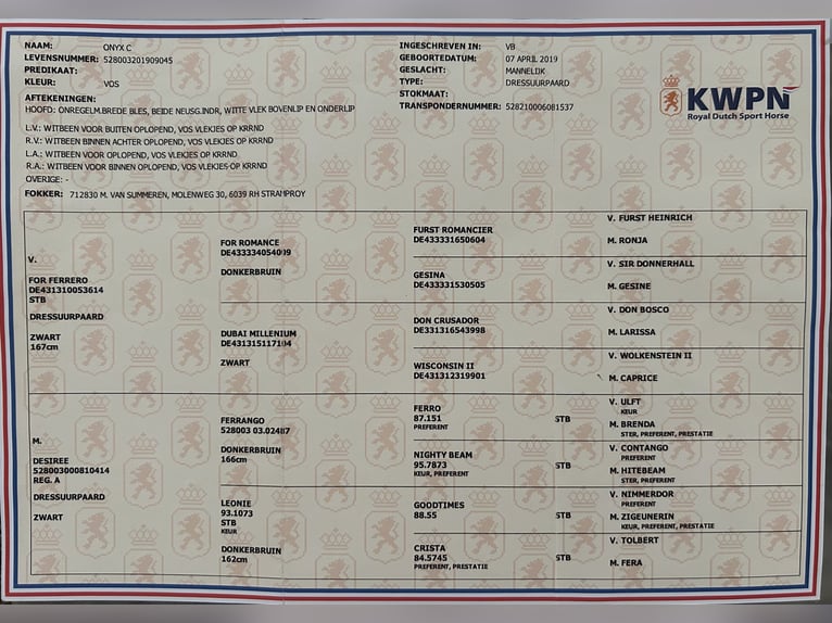 KWPN Wallach 6 Jahre 175 cm Fuchs in Munster