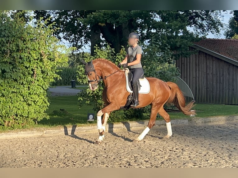 KWPN Wallach 6 Jahre 175 cm Fuchs in Munster
