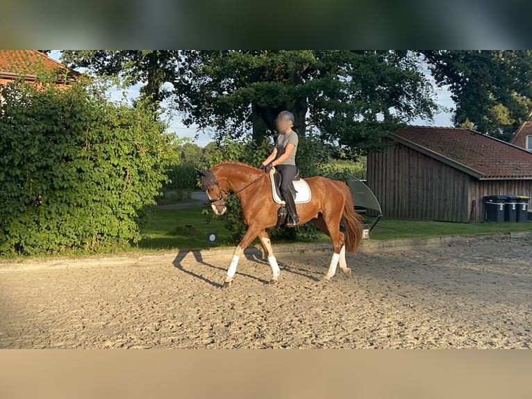 KWPN Wallach 6 Jahre 175 cm Fuchs in Munster